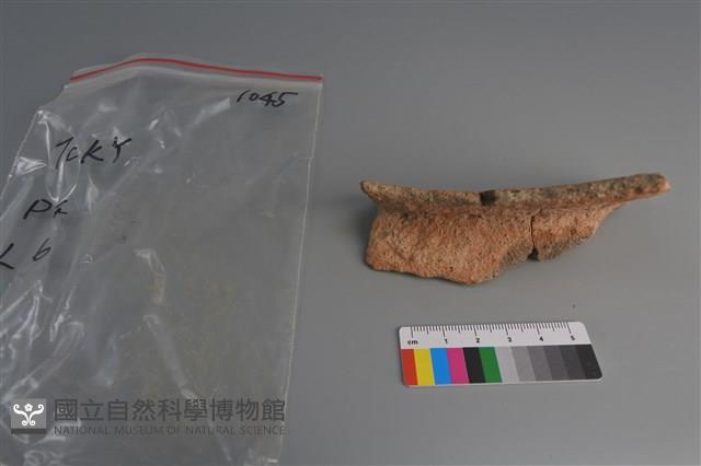 陶片藏品圖，第3張