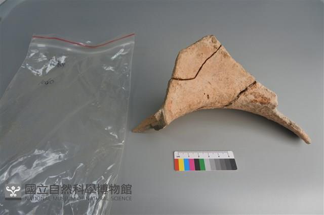 陶片藏品圖，第3張