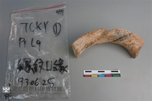 陶片藏品圖，第3張