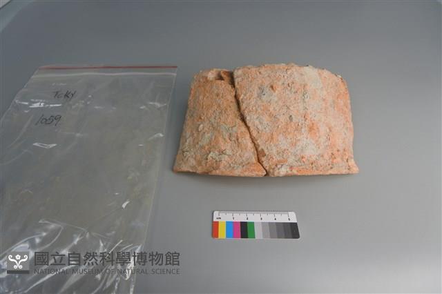 陶片藏品圖，第3張