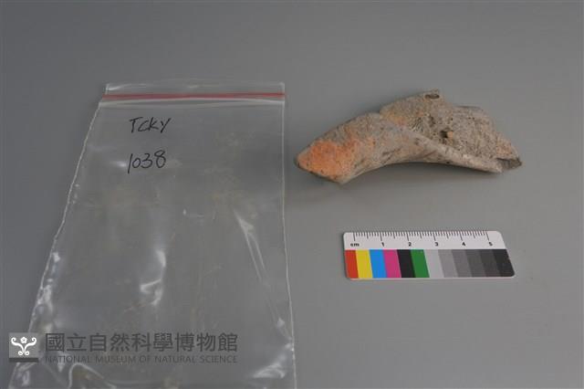 陶片藏品圖，第3張