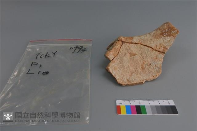 陶片藏品圖，第3張