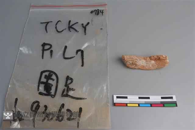 陶片藏品圖，第3張