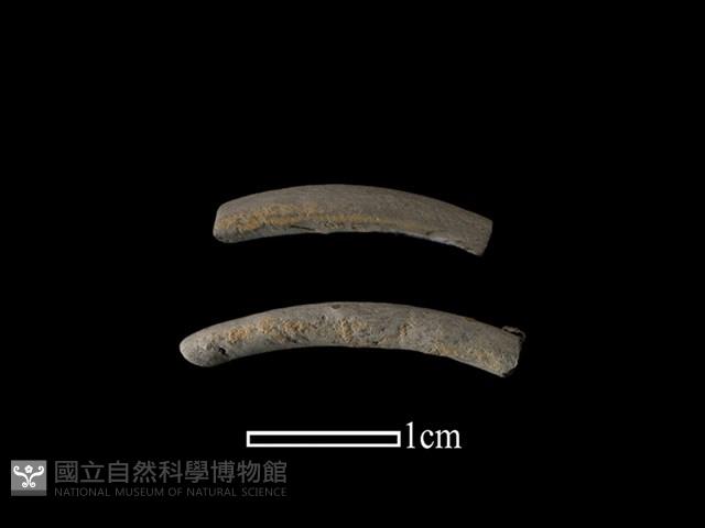 陶環藏品圖，第1張