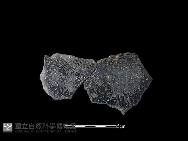 陶片藏品圖，第1張