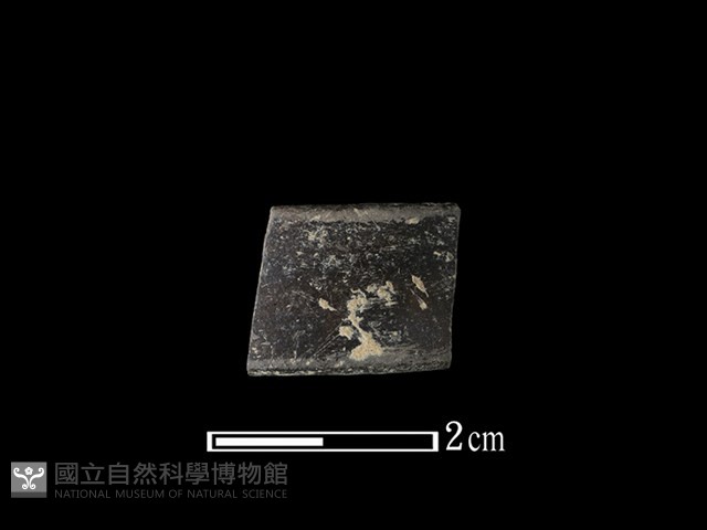 陶環藏品圖，第1張