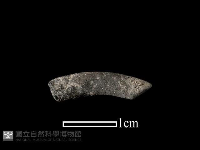 陶環藏品圖，第1張