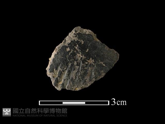 陶片藏品圖，第1張