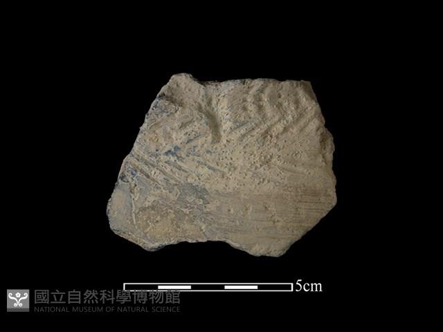 陶片藏品圖，第1張