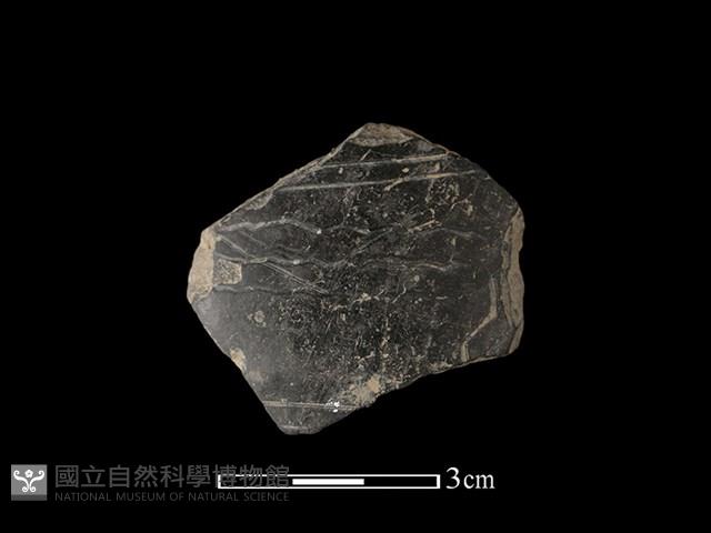 陶片藏品圖，第1張