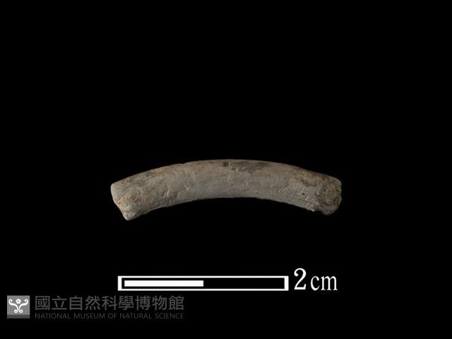 陶環藏品圖，第1張