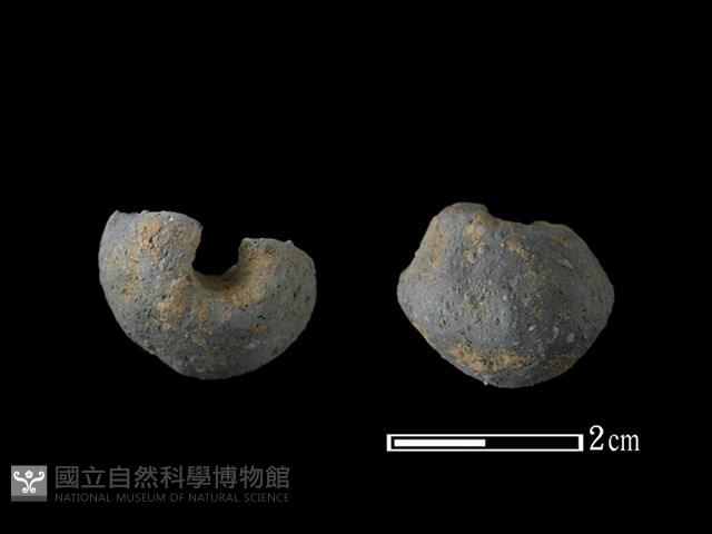 紡輪藏品圖，第1張