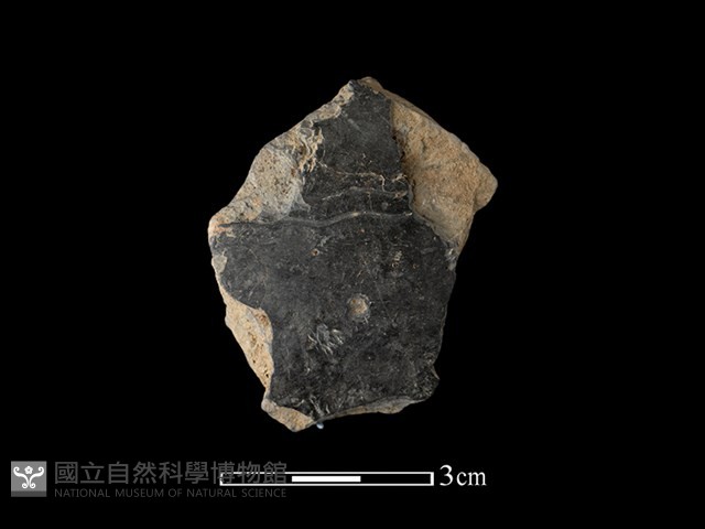 陶片藏品圖，第1張