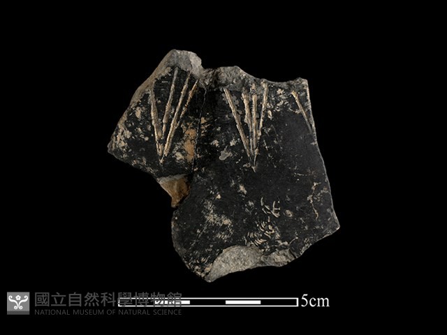 陶片藏品圖，第1張