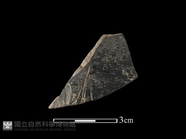 陶片藏品圖，第1張