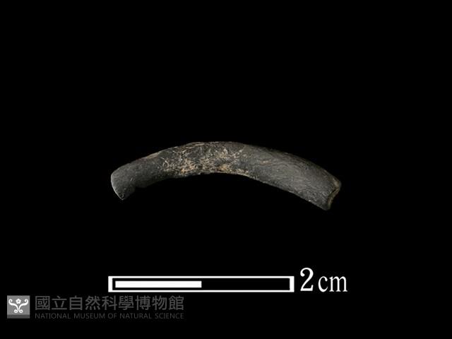 陶環藏品圖，第1張