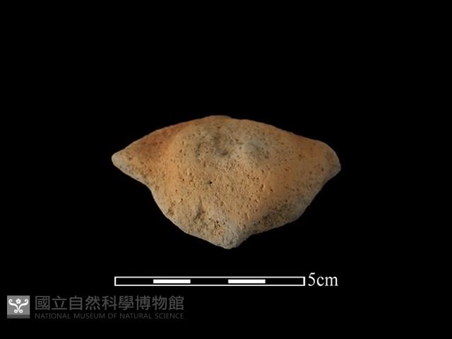 陶蓋鈕藏品圖，第1張