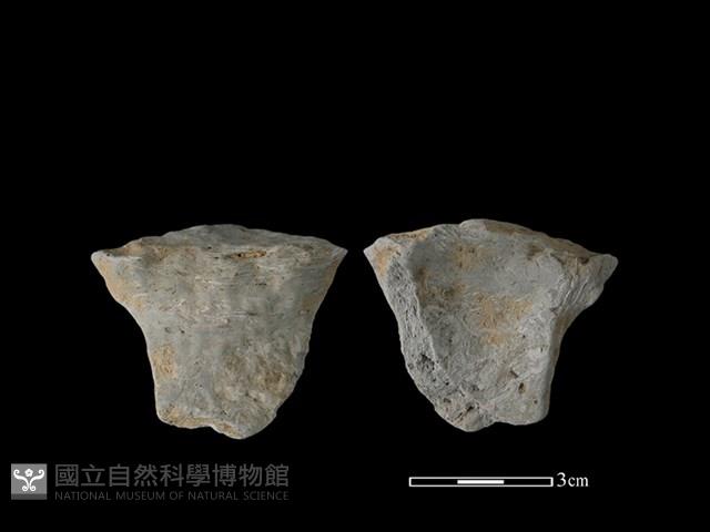 陶片藏品圖，第1張