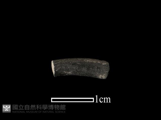 陶環藏品圖，第1張