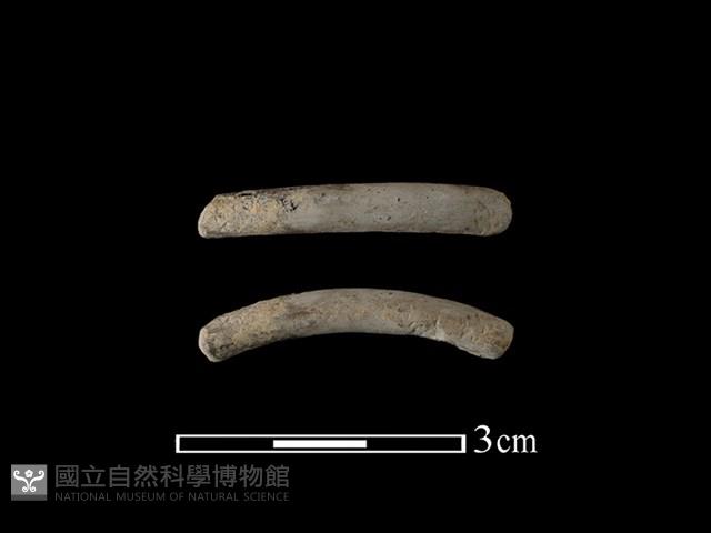 陶環藏品圖，第1張