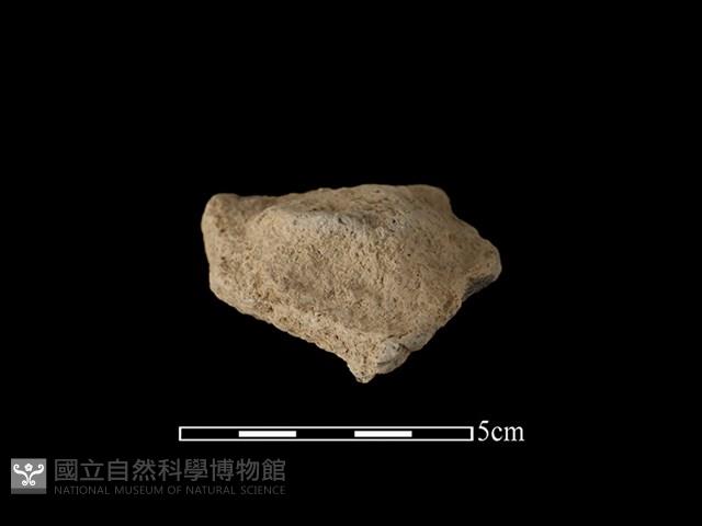 陶蓋鈕藏品圖，第1張