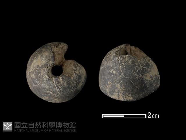 紡輪藏品圖，第1張