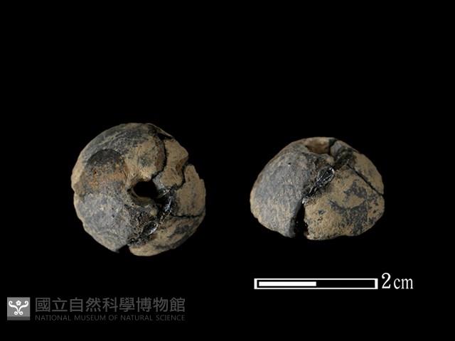 紡輪藏品圖，第1張