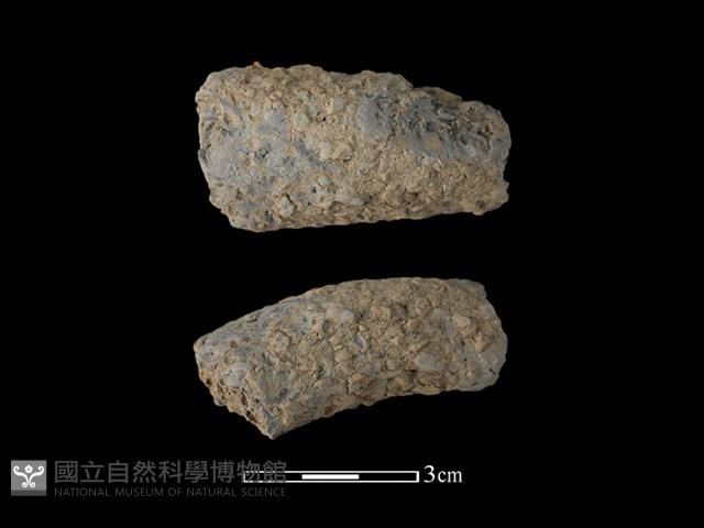 Accession Number:TMLII-PT377 Collection Image