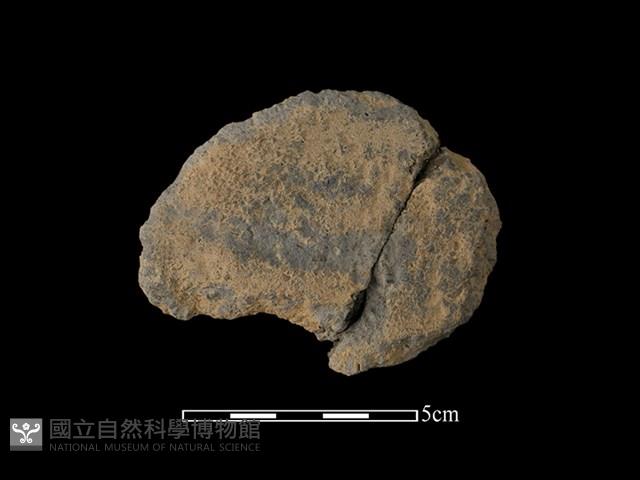 陶片藏品圖，第2張