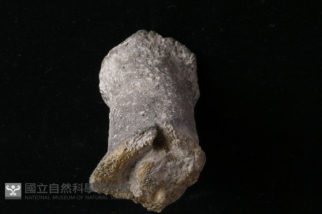 獸足藏品圖，第1張