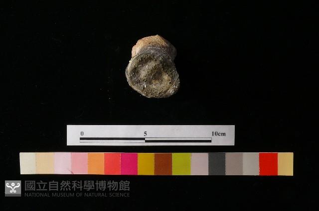 獸足藏品圖，第6張