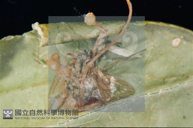 登錄號:F0010368藏品圖，第9張