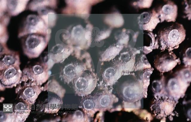 登錄號:F0013880藏品圖，第8張