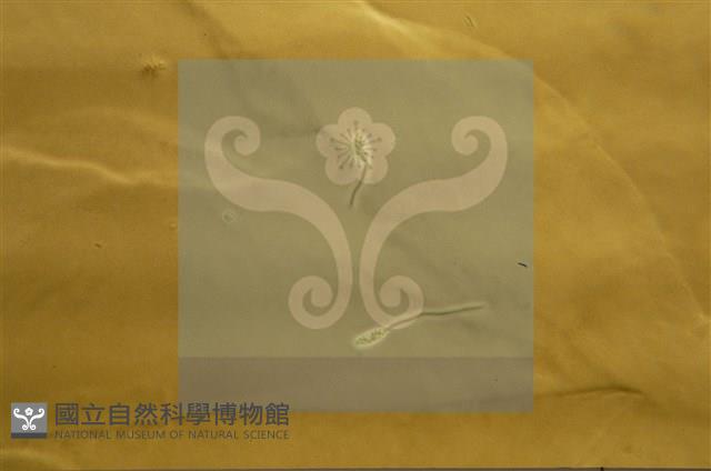 登錄號:F0009861藏品圖，第8張