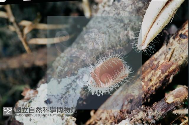 登錄號:F0011304藏品圖，第9張