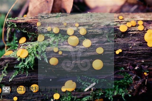 登錄號:F0004707藏品圖，第12張