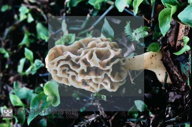 美味羊肚菌藏品圖，第9張