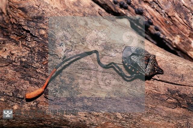 登錄號:F0011315藏品圖，第10張