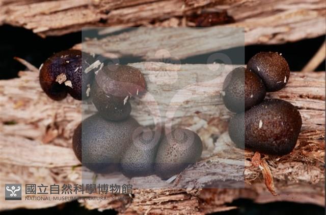 登錄號:F0015543藏品圖，第8張