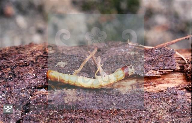 登錄號:F0013893藏品圖，第9張