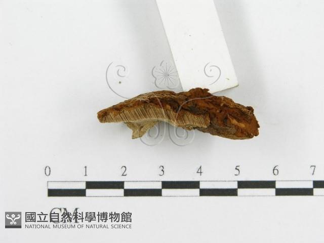 登錄號:F0017698藏品圖，第6張