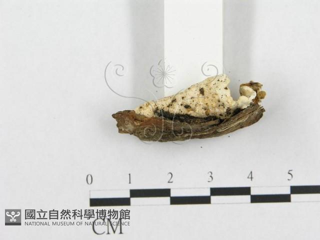 登錄號:F0017498藏品圖，第6張