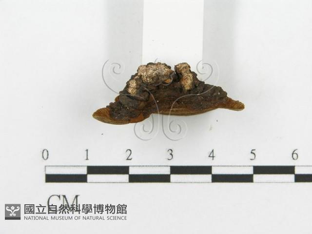 登錄號:F0014098藏品圖，第6張