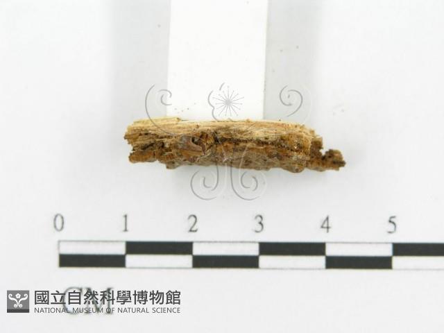 登錄號:F0017398藏品圖，第6張