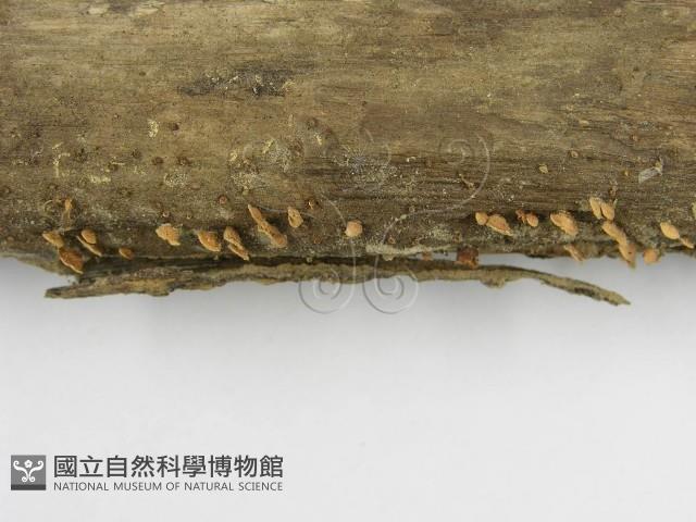 登錄號:F0005288藏品圖，第6張