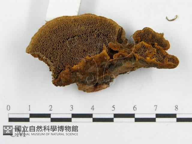 登錄號:F0016488藏品圖，第6張