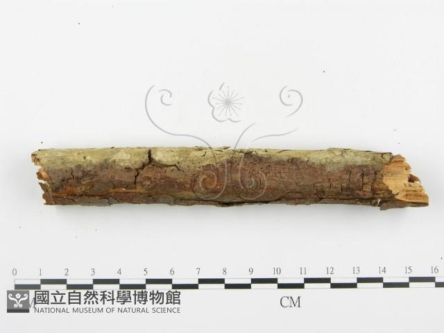 登錄號:F0001388藏品圖，第6張