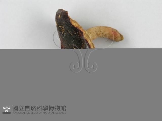 紅菇屬藏品圖，第6張