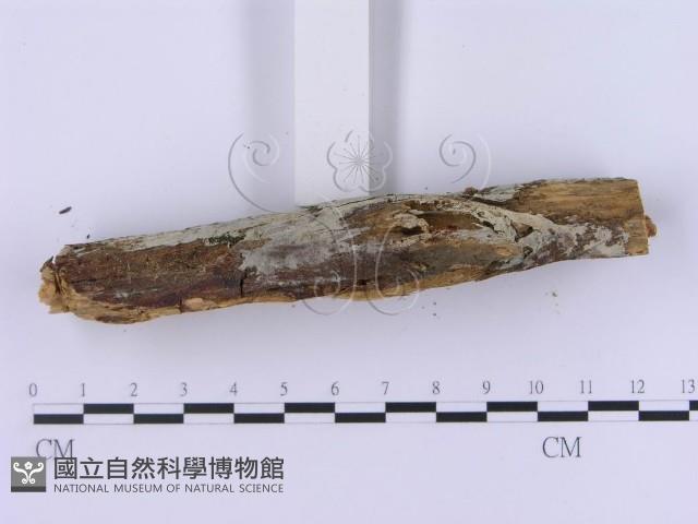 登錄號:F0002990藏品圖，第6張