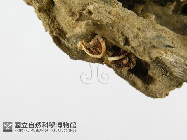 登錄號:F0005590藏品圖，第6張